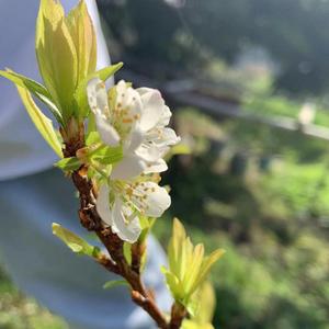 母亲节手工:创意立体花朵贺卡,简单折纸教程视频