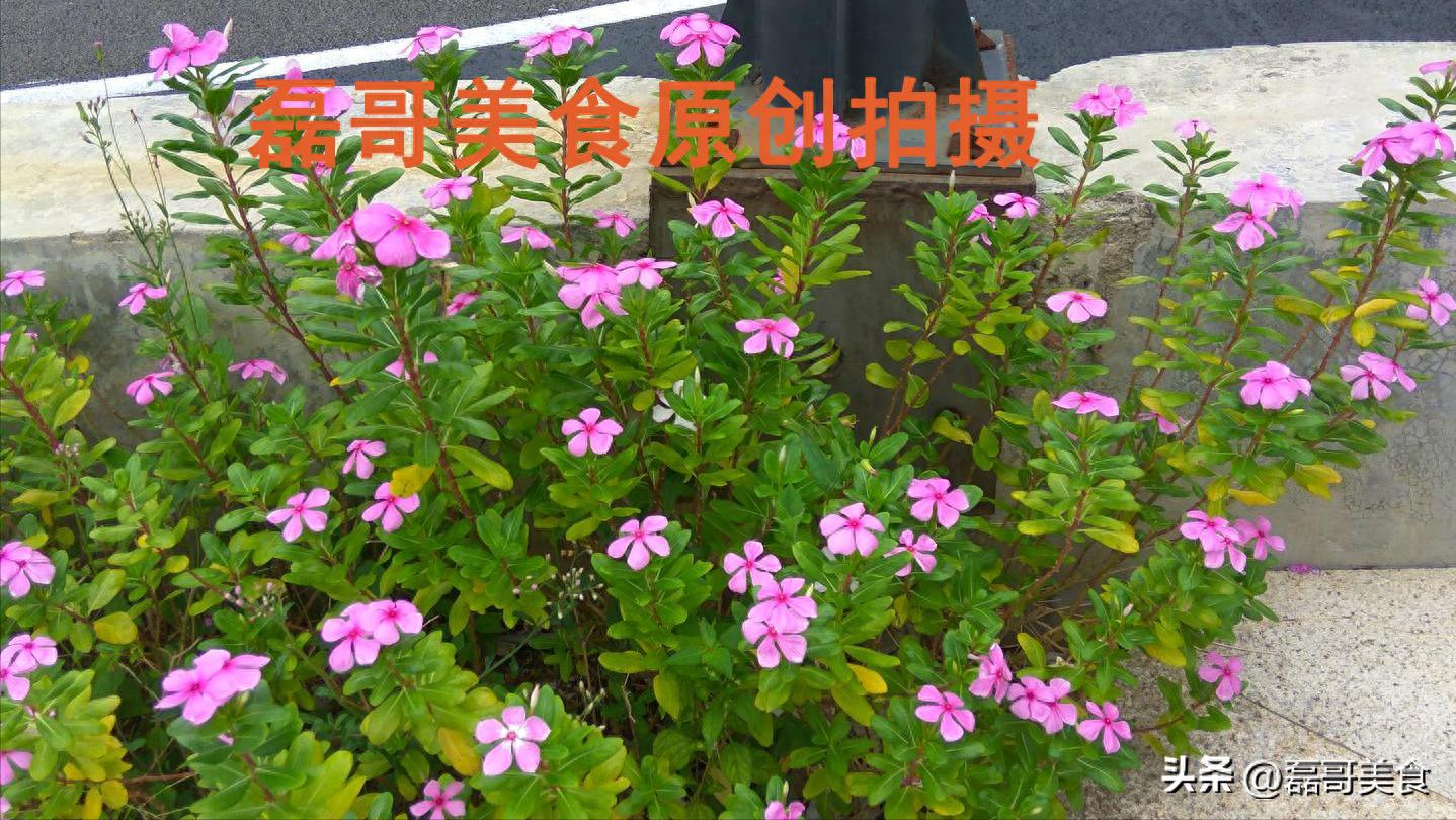 春天必吃的3道润燥美食，清爽滋补助你元气满满